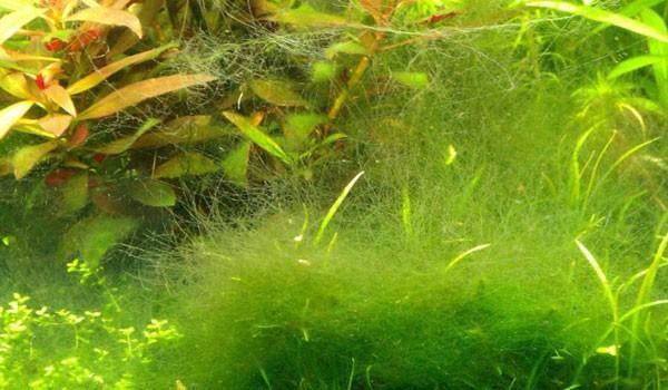 Rêu tảo phát triển mạnh khiến cho hồ nước bị đục nếu không xử lý kịp thời